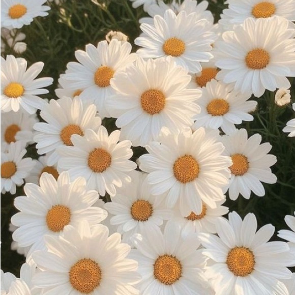 luzcaballero995